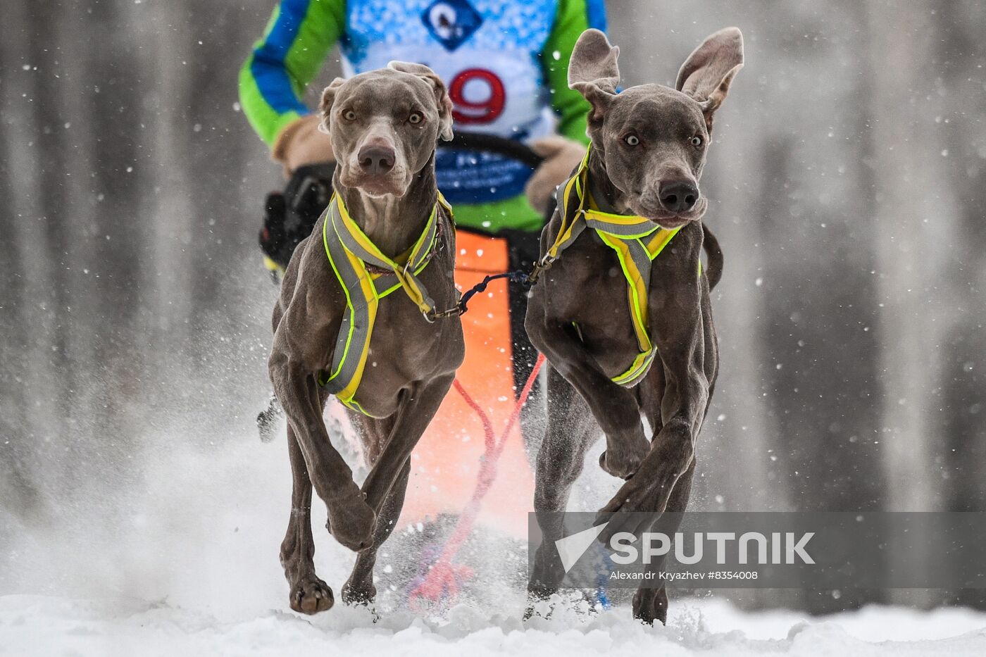 Russia Sled Dog Race