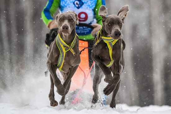 Russia Sled Dog Race