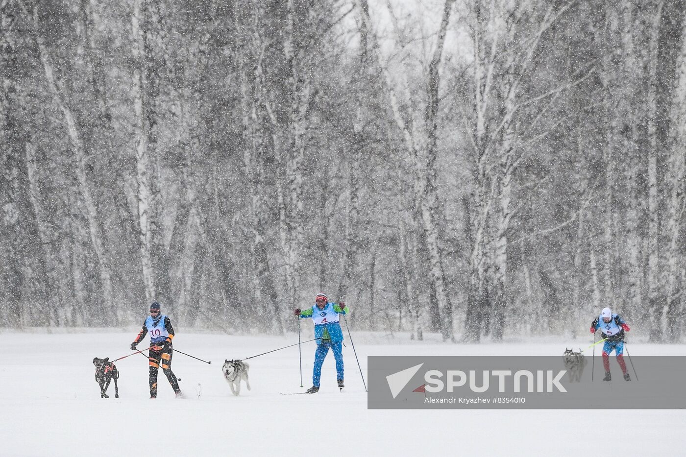 Russia Sled Dog Race