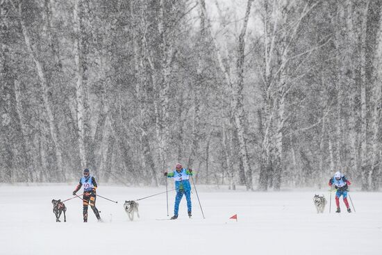 Russia Sled Dog Race