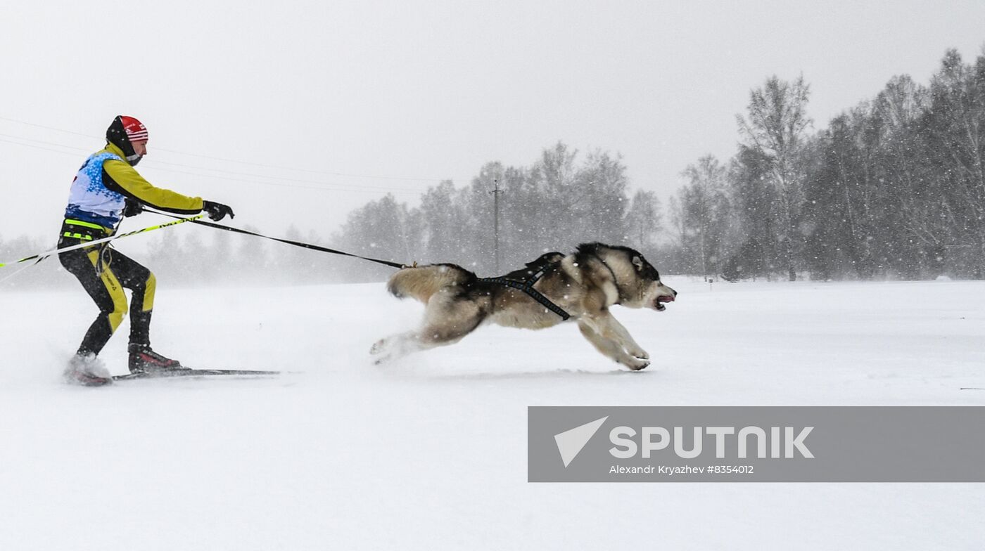 Russia Sled Dog Race