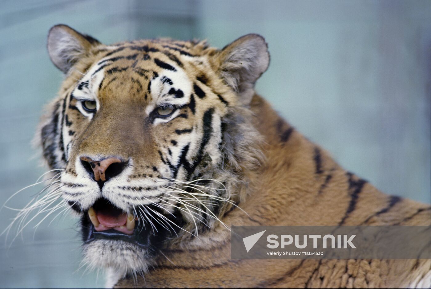 Ussuri tiger