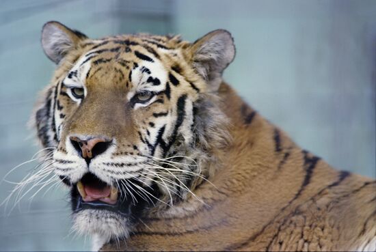 Ussuri tiger