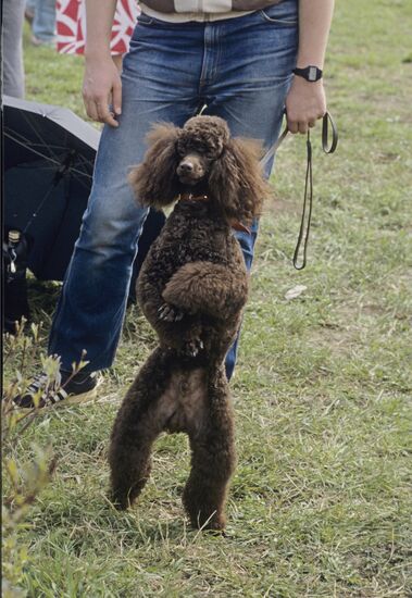 First exhibition and festival of FAUNA animal club