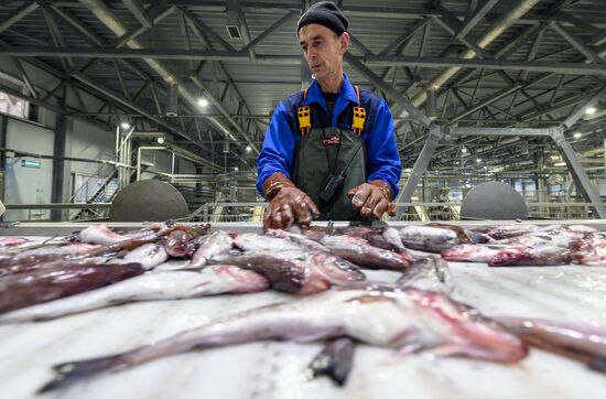 Russia Fishing Industry