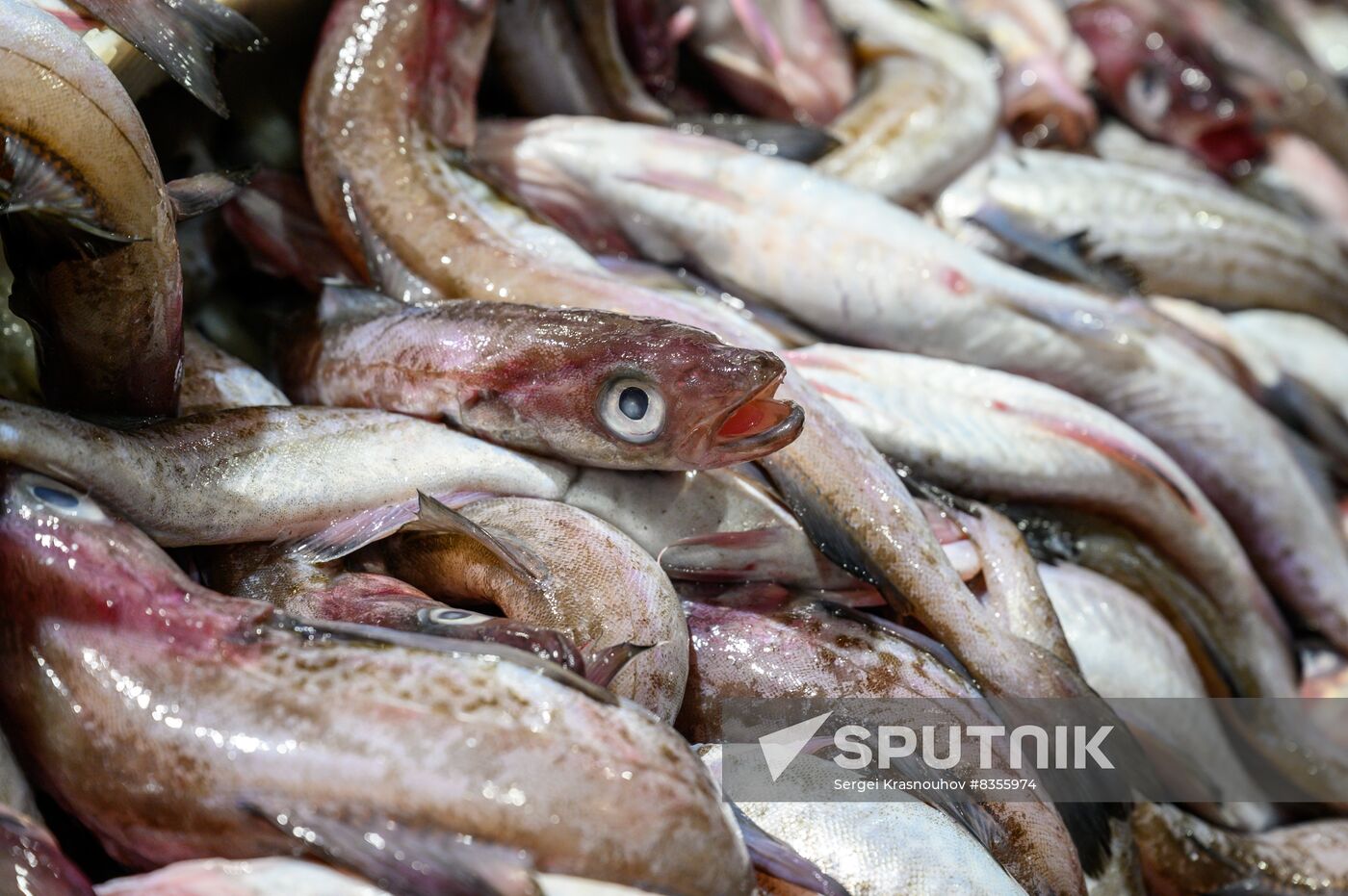 Russia Fishing Industry