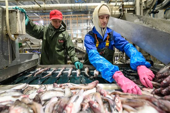 Russia Fishing Industry