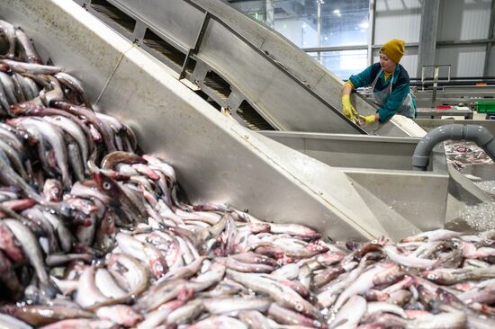 Russia Fishing Industry