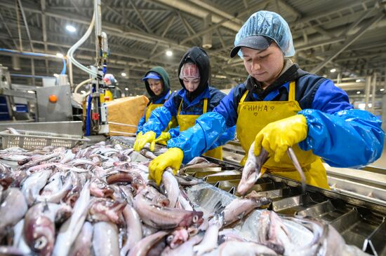 Russia Fishing Industry