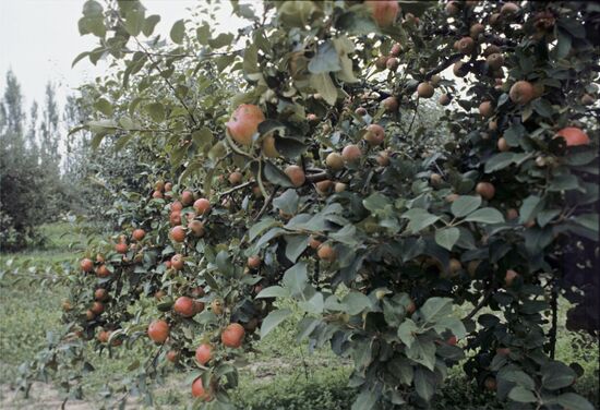 Fantasy apple tree