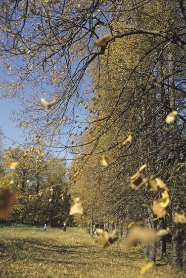 Fall day