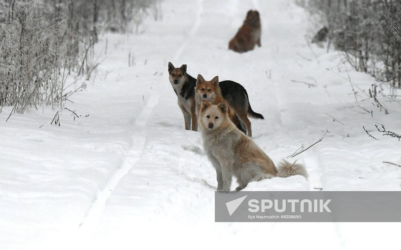 Russia Weather