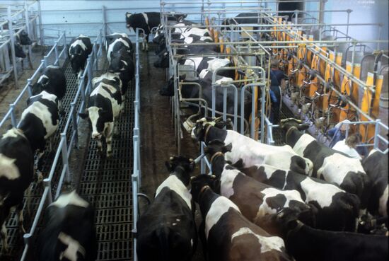 Shchapovo Dairy and Livestock Breeding Enterprise