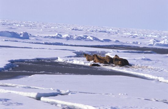 Sibir icebreaker expedition