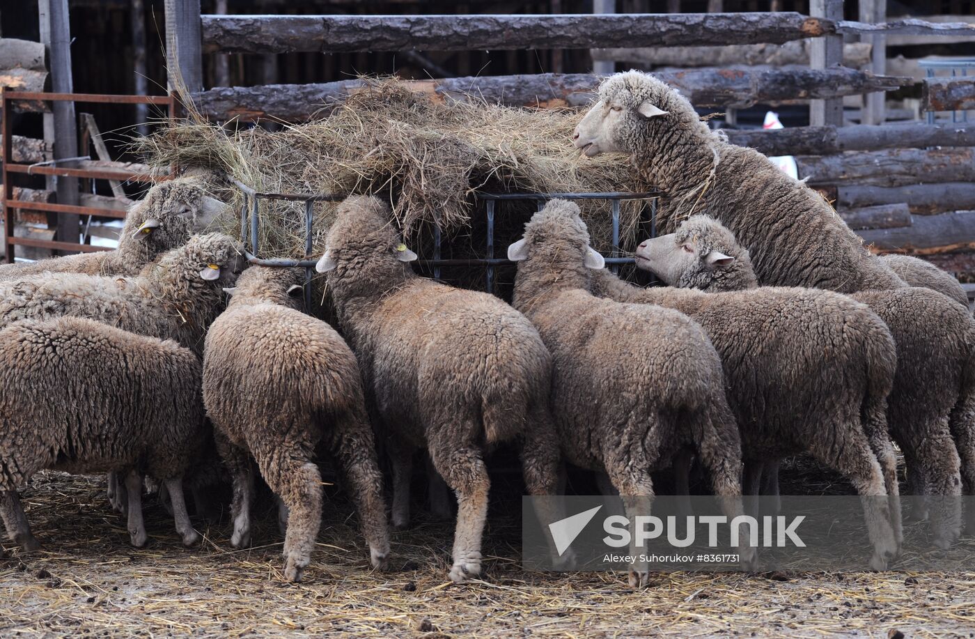 Russia Agriculture Livestock Breeding