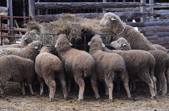 Russia Agriculture Livestock Breeding