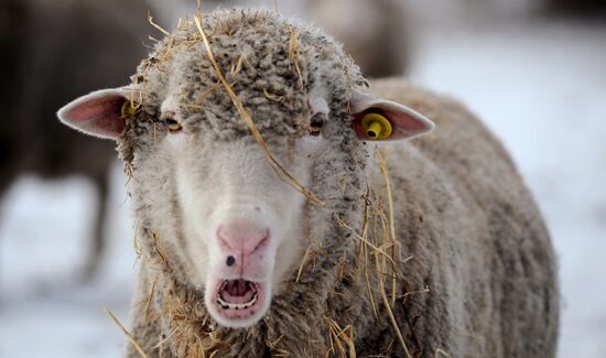 Russia Agriculture Livestock Breeding