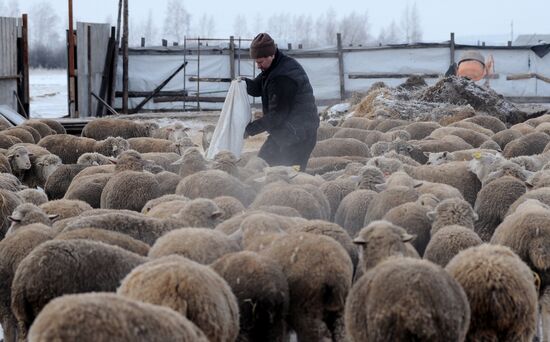 Russia Agriculture Livestock Breeding