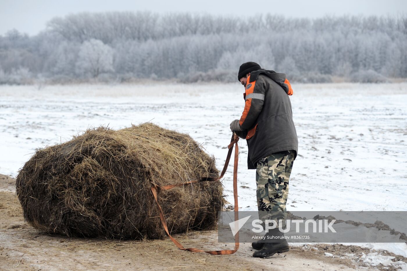 Russia Agriculture Livestock Breeding