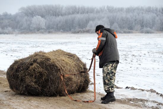 Russia Agriculture Livestock Breeding