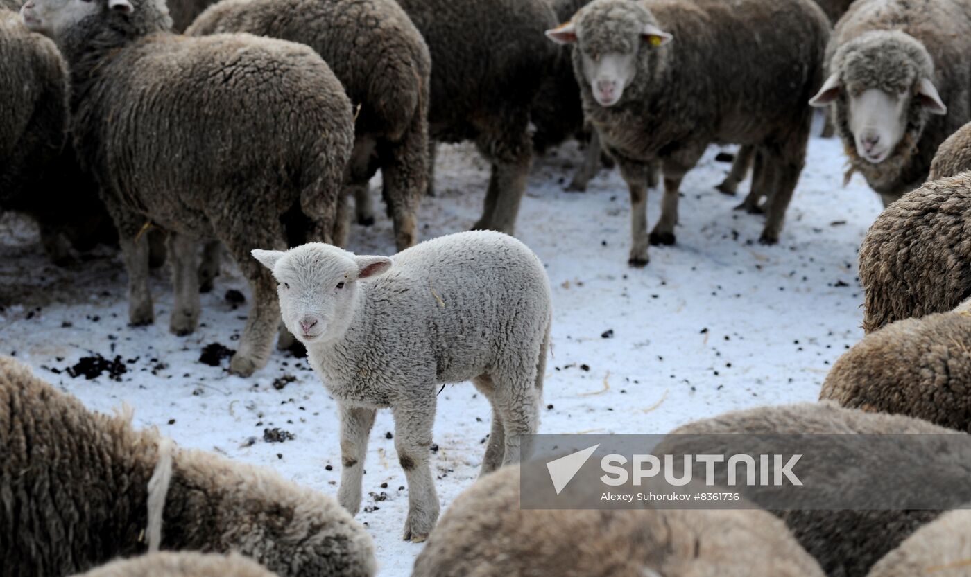 Russia Agriculture Livestock Breeding