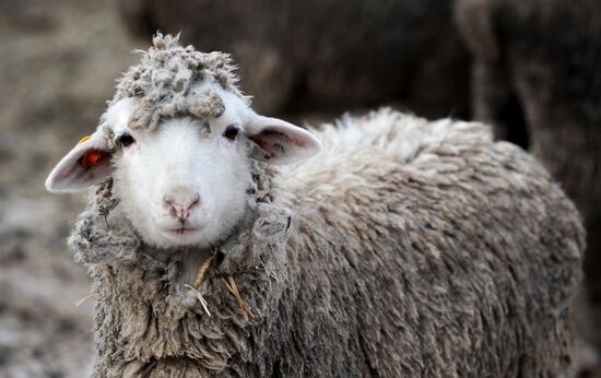 Russia Agriculture Livestock Breeding