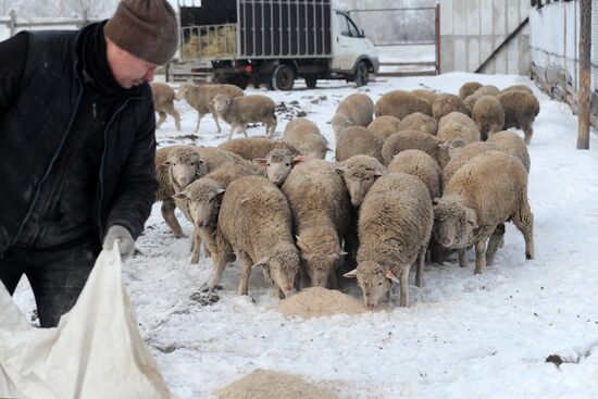 Russia Agriculture Livestock Breeding