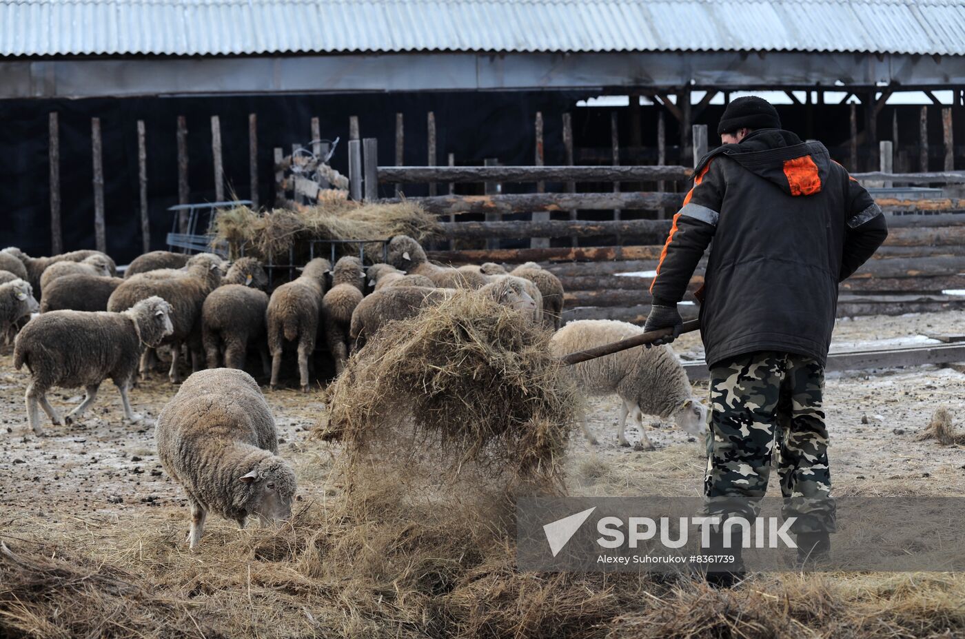 Russia Agriculture Livestock Breeding