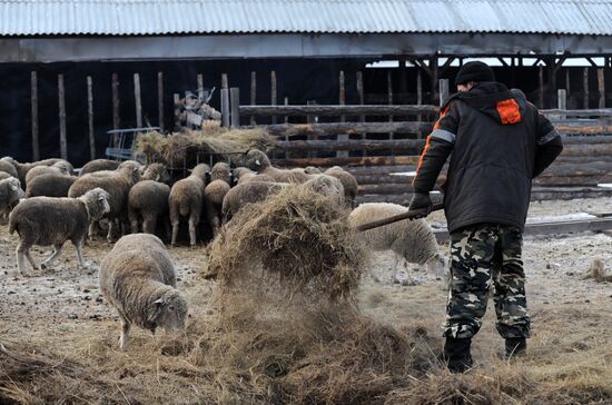 Russia Agriculture Livestock Breeding