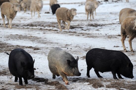 Russia Agriculture Livestock Breeding