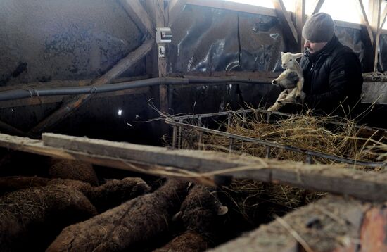 Russia Agriculture Livestock Breeding