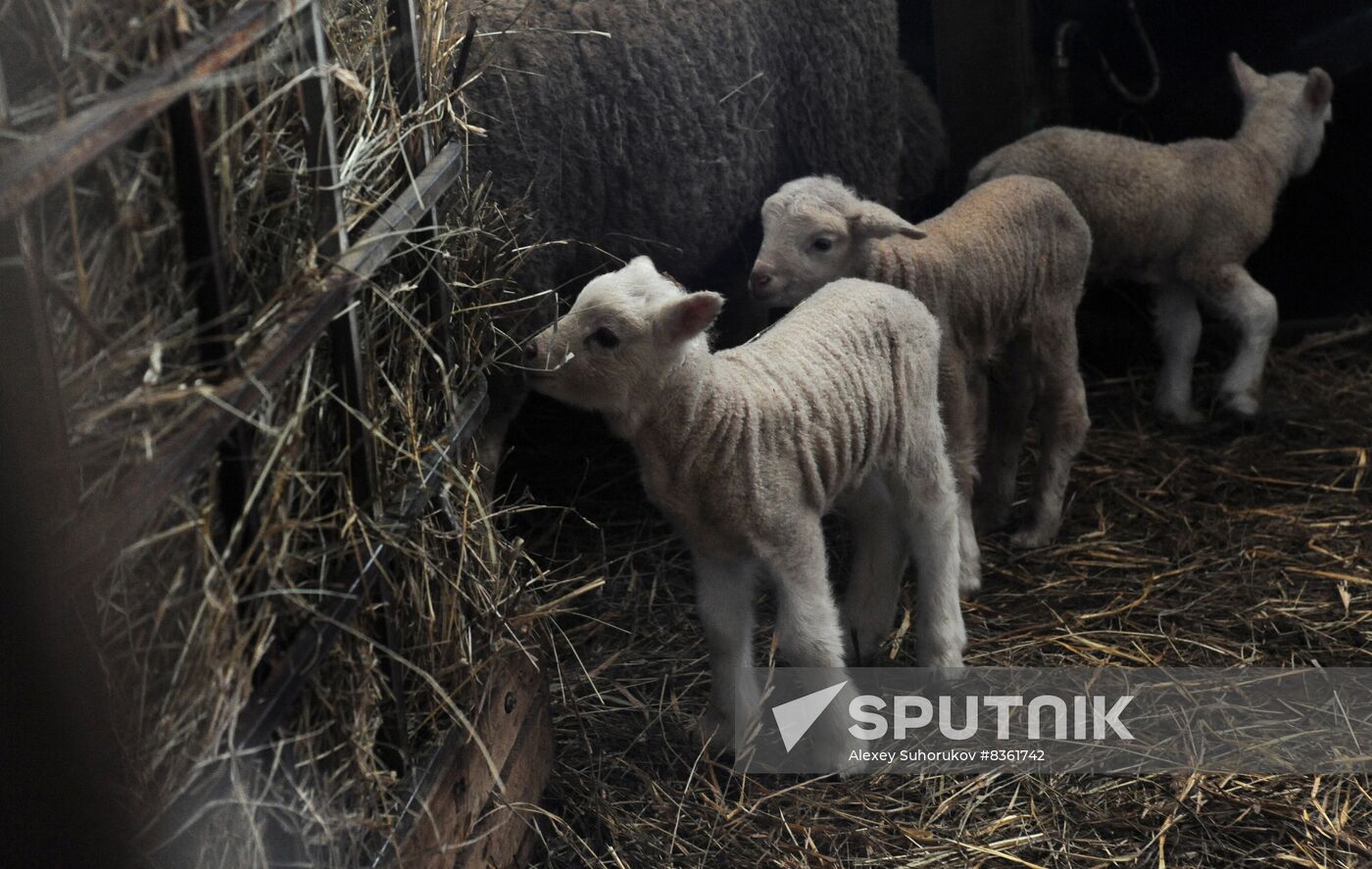 Russia Agriculture Livestock Breeding