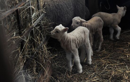 Russia Agriculture Livestock Breeding