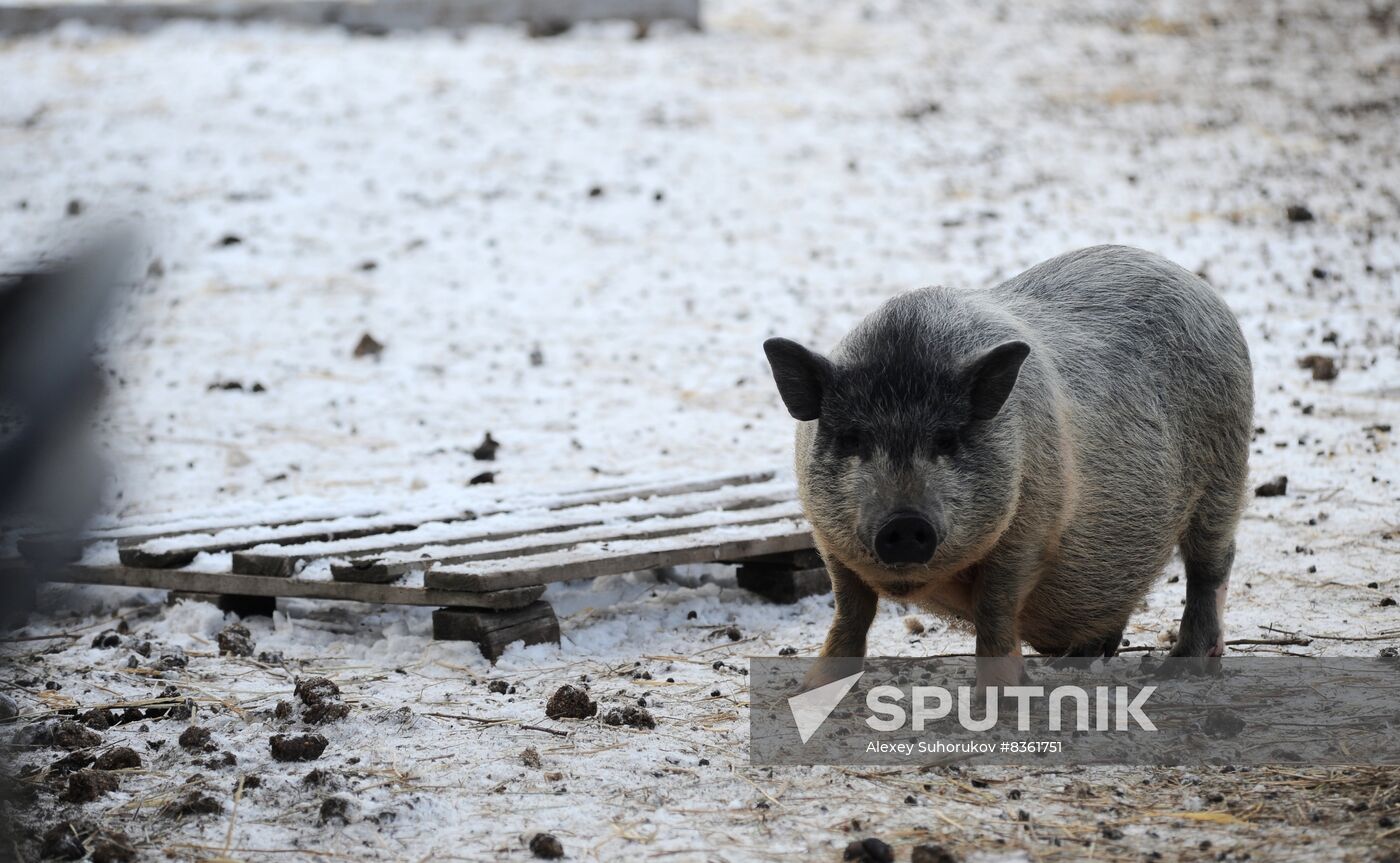 Russia Agriculture Livestock Breeding