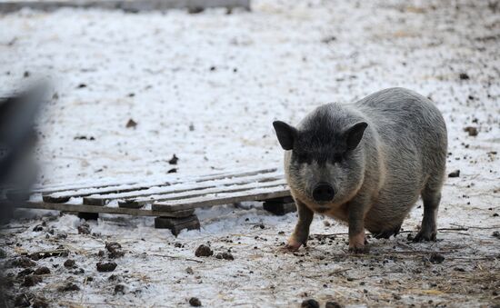 Russia Agriculture Livestock Breeding