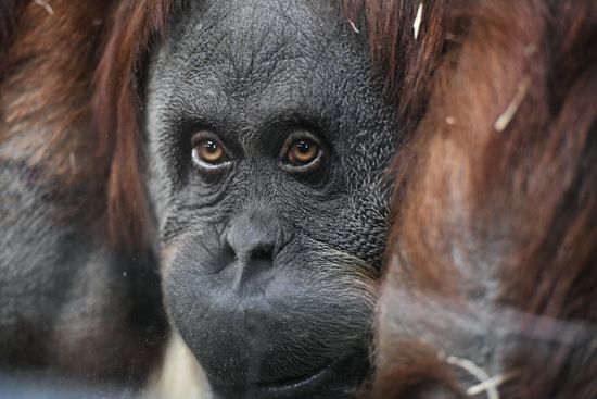 Russia Zoo
