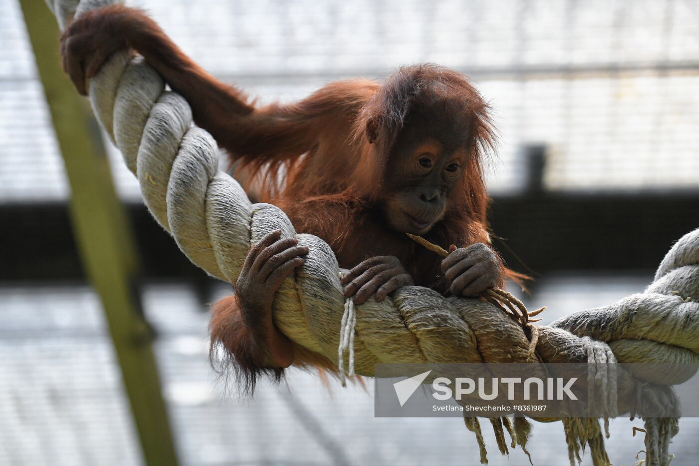 Russia Zoo