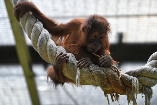 Russia Zoo