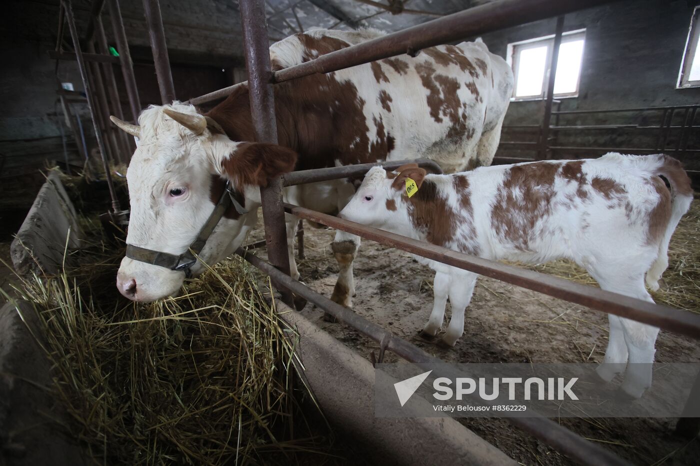 Russia Cloned Cow Calf Birth