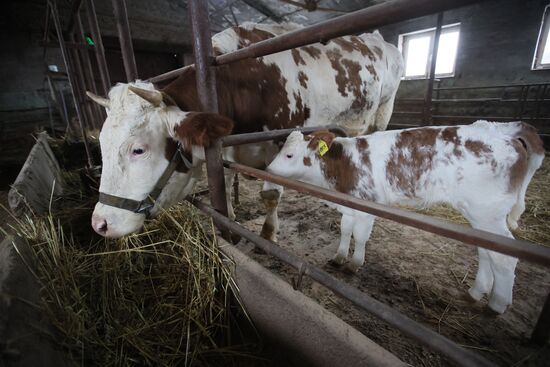 Russia Cloned Cow Calf Birth