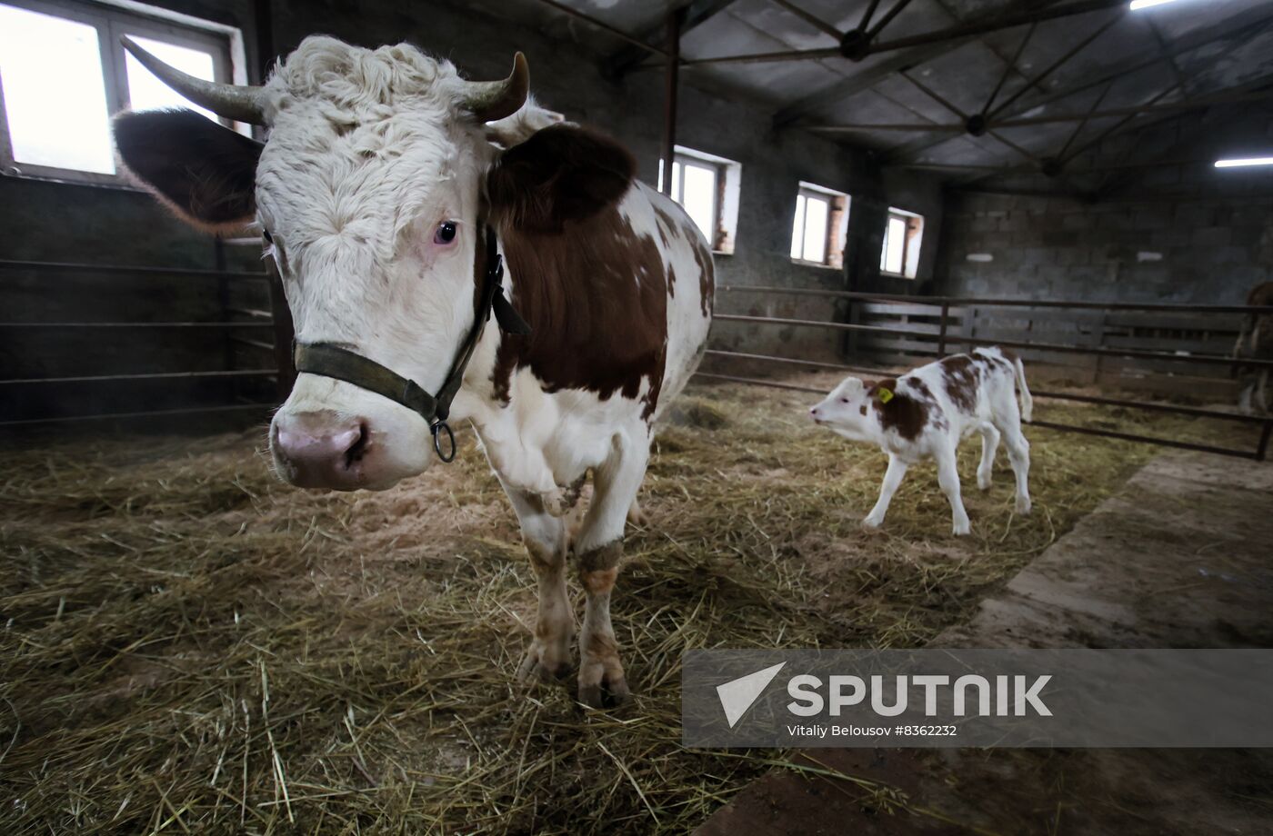 Russia Cloned Cow Calf Birth