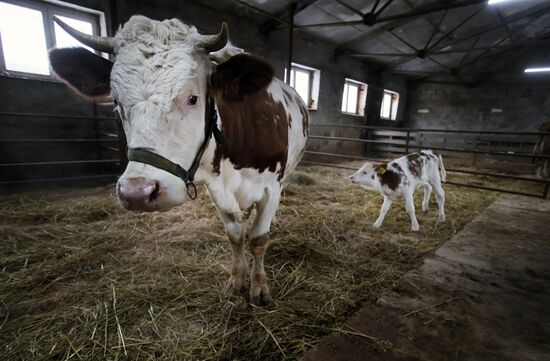 Russia Cloned Cow Calf Birth