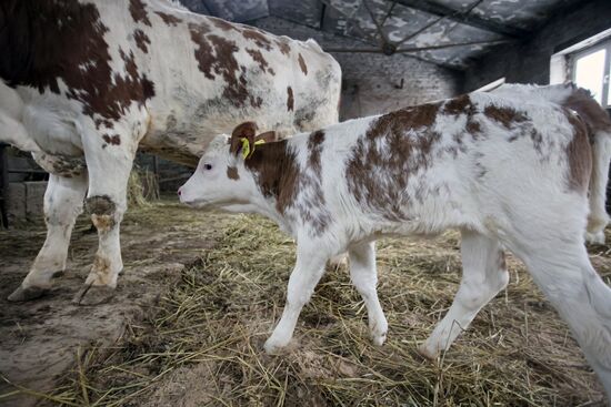 Russia Cloned Cow Calf Birth