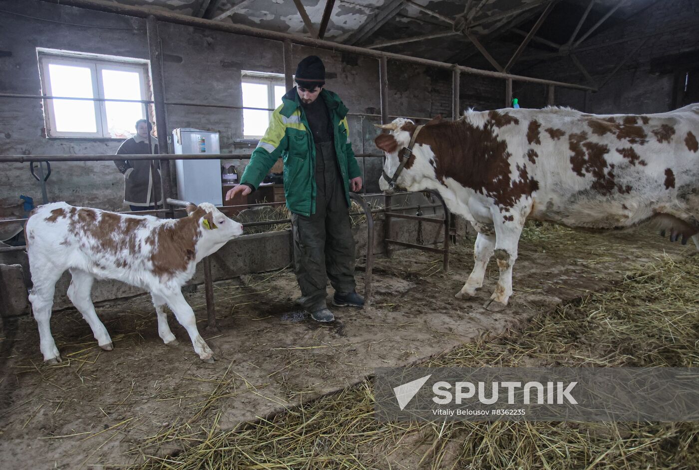 Russia Cloned Cow Calf Birth