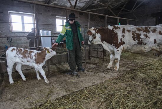 Russia Cloned Cow Calf Birth