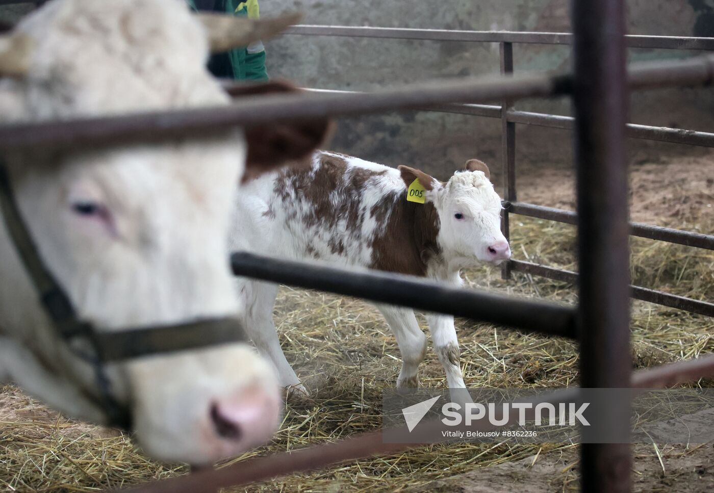 Russia Cloned Cow Calf Birth