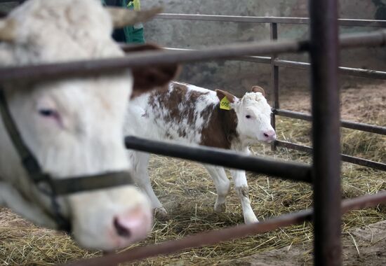 Russia Cloned Cow Calf Birth