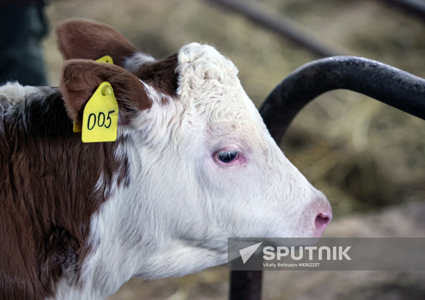 Russia Cloned Cow Calf Birth