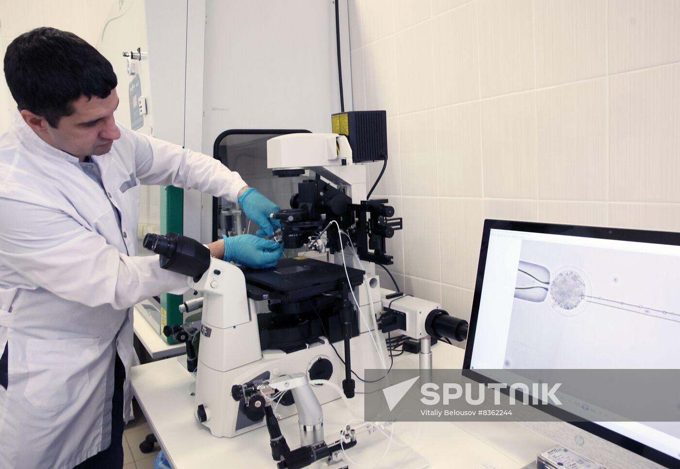 Russia Cloned Cow Calf Birth