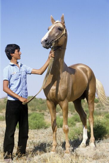 Komsomol Ashgabat breeding stud farm